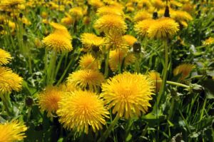 Dandelion: 3 health benefits